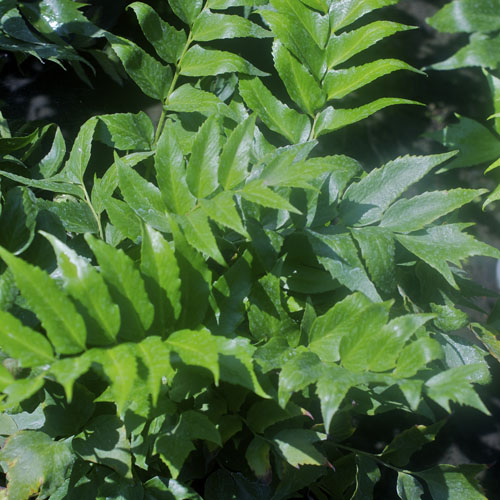 Holly Fern (Cyrtomium falcatum) 